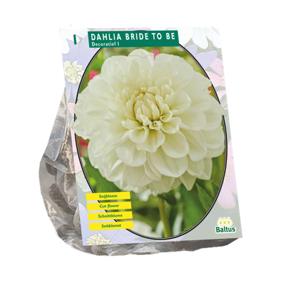 Dahlia Bride to Be 1 stuks bloembollen Baltus - Baltus