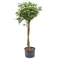 Schefflera gold capella stam twist hydrocultuur plant - thumbnail