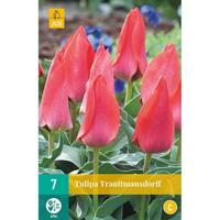 Tulipa Trauttmansdorff JUB, 7 bloembollen - Jub - thumbnail