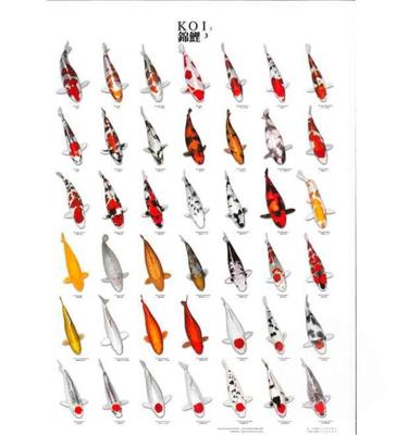 Koiposter nr.3 gelamineerd 68x90 cm Aquadistri - Aquadistri