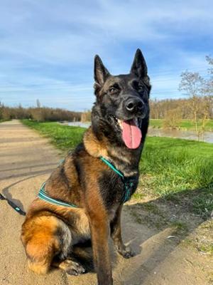 Hondentuigje Olympia S