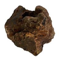 Dog Woodzzz kauwwortel met olijfolie - thumbnail