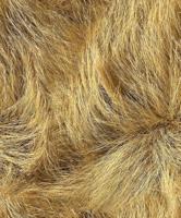 Noordwand Textura Behang met duingras - 1545769 - thumbnail
