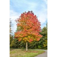 Amberboom - thumbnail