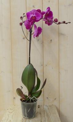 Vlinderorchidee Luxe Tak roze 80 cm Phalaenopsis Warentuin Natuurlijk - Warentuin natuurlijk Vlinderorchidee Luxe Tak roze 80 cm Phalaenopsis Warentuin Natuurlijk - Warentuin natuurlijk