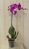Vlinderorchidee Luxe Tak roze 80 cm Phalaenopsis Warentuin Natuurlijk - Warentuin natuurlijk - thumbnail