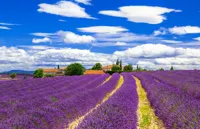 Alexsar Art Tuindoek lavendelvelden 210x140cm - thumbnail