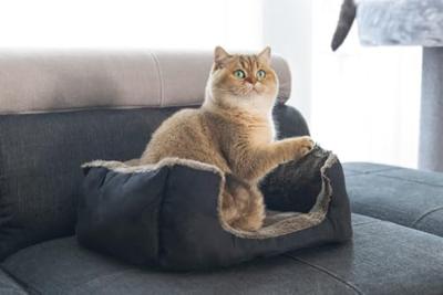 Pluche Ligbed Baboo Zwart/Taupe Pluche Ligbed Baboo Zwart/Taupe