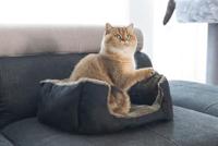 Pluche Ligbed Baboo Zwart/Taupe - thumbnail