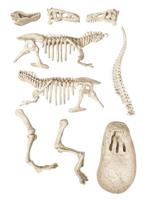 Educatief Spel Clementoni Arqueojugando T-Rex 15 x 21 x 5,5 cm - thumbnail