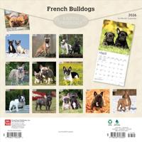 Franse Bulldog Kalender 2026 - thumbnail