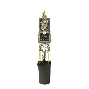 Klimplant Clematis Gladys Picard - Witte Bosrank