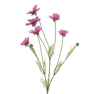 Cosmos Orion pink 92cm