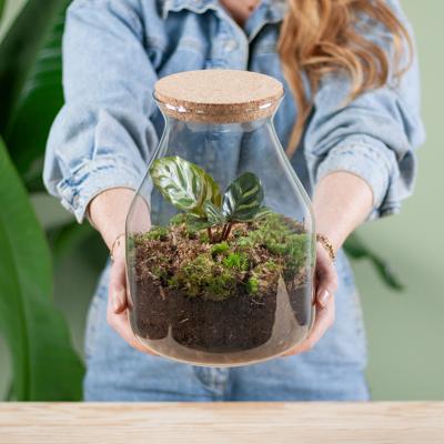 Plantenterrarium Calathea (DIY)