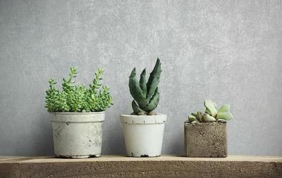 Novamur TopChic 2023-2025; Jackie Behang met metallic beton cirÃ© structuur - 6826-30