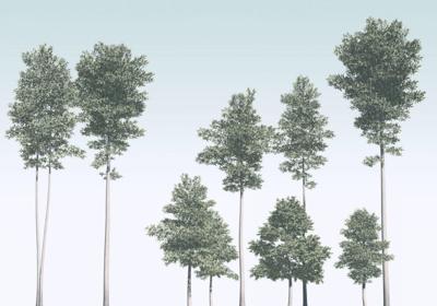 Noordwand Komar Raw Fotobehang Pines - R4-040