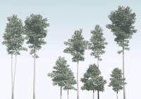 Noordwand Komar Raw Fotobehang Pines - R4-040 - thumbnail