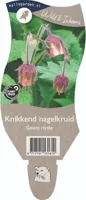 Knikkend nagelkruid vaste plant Griffioen - Griffioen - thumbnail