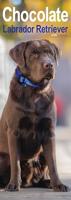 Labrador Retriever Bruin Kalender 2026 Slimline - thumbnail