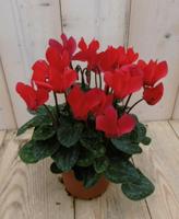 3 stuks! (Patio) Cyclaam rood Warentuin Natuurlijk - Warentuin natuurlijk - thumbnail