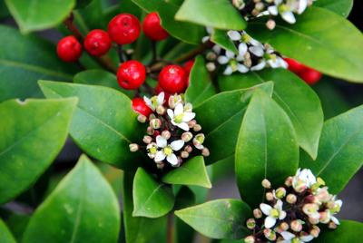 Skimmia