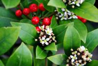 Skimmia - thumbnail