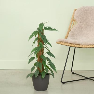 Epipremnum Pinnatum Cebu Blue - P17 Epipremnum Pinnatum Cebu Blue - P17