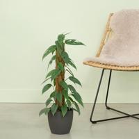 Epipremnum Pinnatum Cebu Blue - P17 - thumbnail