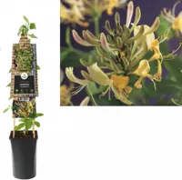 Wilde kamperfoelie wit (Lonicera periclymenum) klimplant - thumbnail