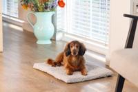 BZ ORTHOPED BENCHK ITO LGRS 62X44 - thumbnail