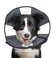 Zenpet Procone L - thumbnail