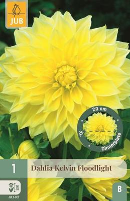 Dahlia kelvin floodlight 1st bloembol zomer Dahlia JUB - Jub Dahlia kelvin floodlight 1st bloembol zomer Dahlia JUB - Jub