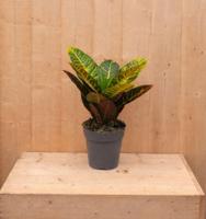 Croton Codiaeum Wonderstruik kamerplant potmaat 17 cm H30-50 cm Warentuin Natuurlijk - Warentuin natuurlijk - thumbnail