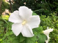 Tuinhibiscus - thumbnail