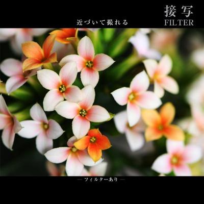 Marumi 55mm DHG Macro X3 Filter