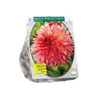 Dahlia Myrtle's Folly 1 Stuks bloembol Baltus - Baltus - thumbnail