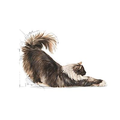 Royal Canin Indoor Long Hair kattenvoer 2 kg