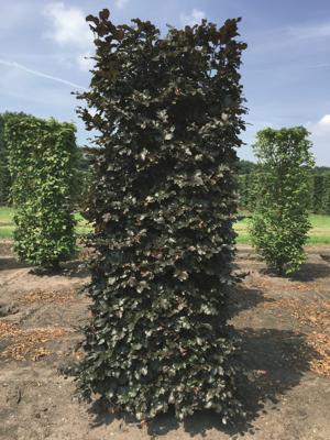Kant & klaar haag Fagus sylvatica atropunice blokhaag H250 x B80 x L80 cm Rode beuk Quickhedge - Quickhedge