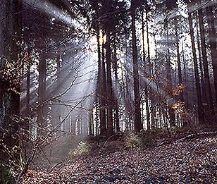 Zeiss 50mm F/2.0 Planar T* zwart ZM (Zeiss-Leica)