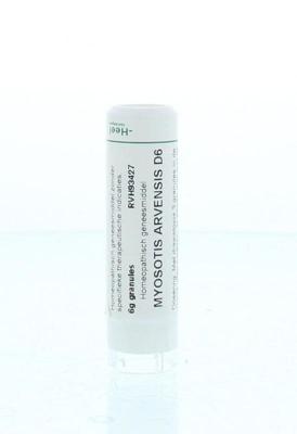 Myosotis arvensis D6