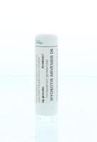 Myosotis arvensis D6 - thumbnail