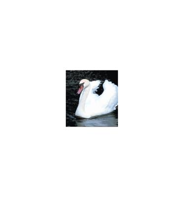 Animal Essences Swan (zwaan) 30 Milliliter