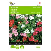 Verbena, IJzerhard compact kleurenmengsel - thumbnail