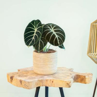 Alocasia Ninja - P14 Alocasia Ninja - P14