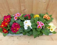 Primula s 10 stuks in tray mix kleuren Warentuin Natuurlijk - Warentuin natuurlijk - thumbnail