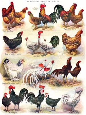 New York Puzzle Company Poules ~ Pluimvee - 500 stukjes New York Puzzle Company Poules ~ Pluimvee - 500 stukjes