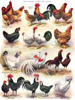 New York Puzzle Company Poules ~ Pluimvee - 500 stukjes - thumbnail