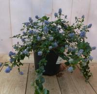 Amerikaanse sering Syringa Warentuin Natuurlijk - Warentuin natuurlijk - thumbnail