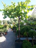 Druifboom 300 cm Vitis Warentuin Natuurlijk - Warentuin natuurlijk - thumbnail