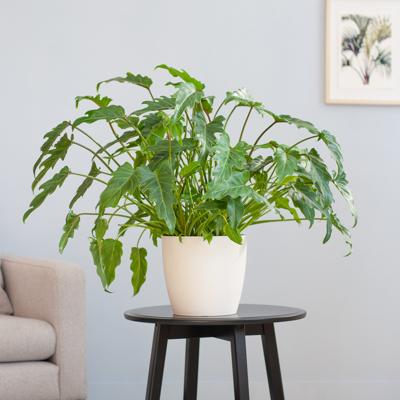 Philodendron Xanadu - p21